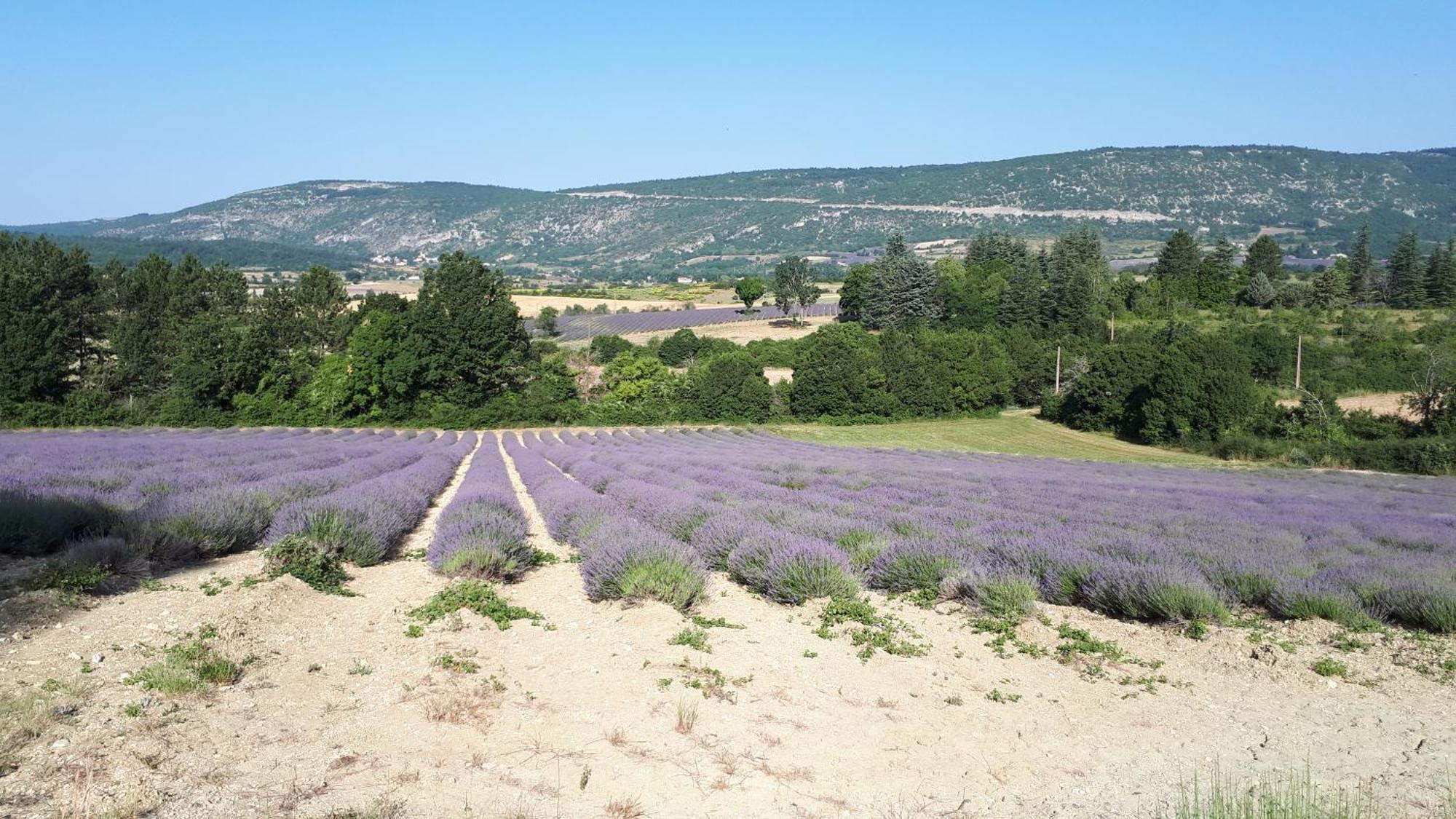 Le Grain De Lavande - Mont Ventoux